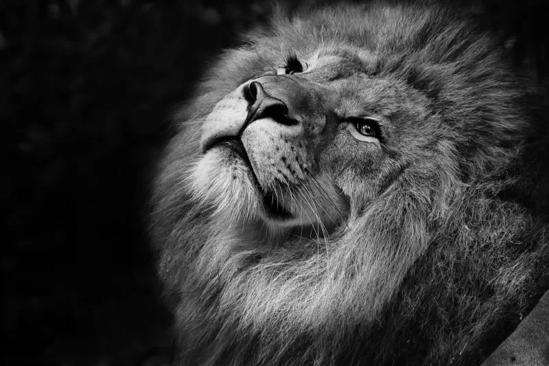 African Lion, Black background, Wild animal, Portrait, Predator, Carnivore, Grayscale, Closeup, Feline