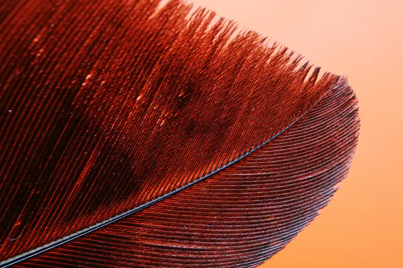 Red Feather, Bird, Macro, Pattern, Closeup, 5K wallpaper