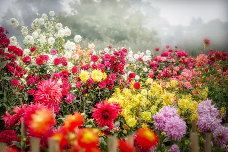 Dahila flower, Blossom, Bloom, Flower garden, Colorful, Fog, Floral Background, 5K