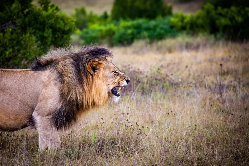Lion, Roaring, National Park, Wild animals, 5K