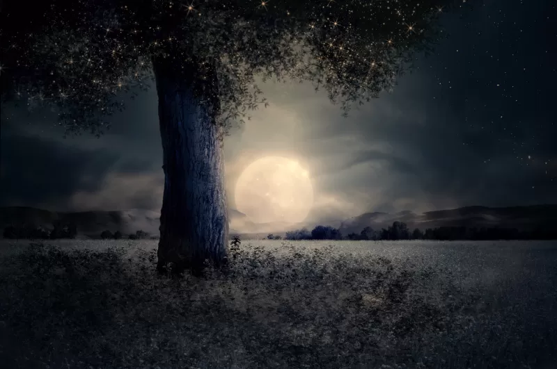 Full moon, Night view, Landscape, Surreal, Fairy tale, Wood, Mystic, Trunk