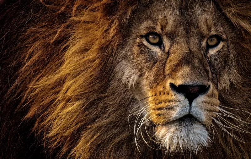 African Lion, Big cat, Dangerous, Wild animal, Portrait, Predator, Carnivore, Closeup