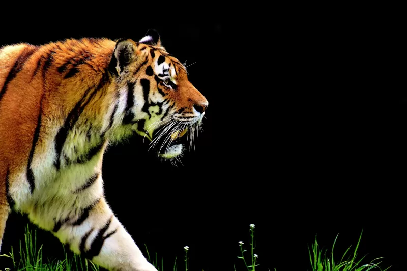 Tiger, Big cat, Black background, Fur, Predator, Carnivore, Feline, Wild animal, 5K