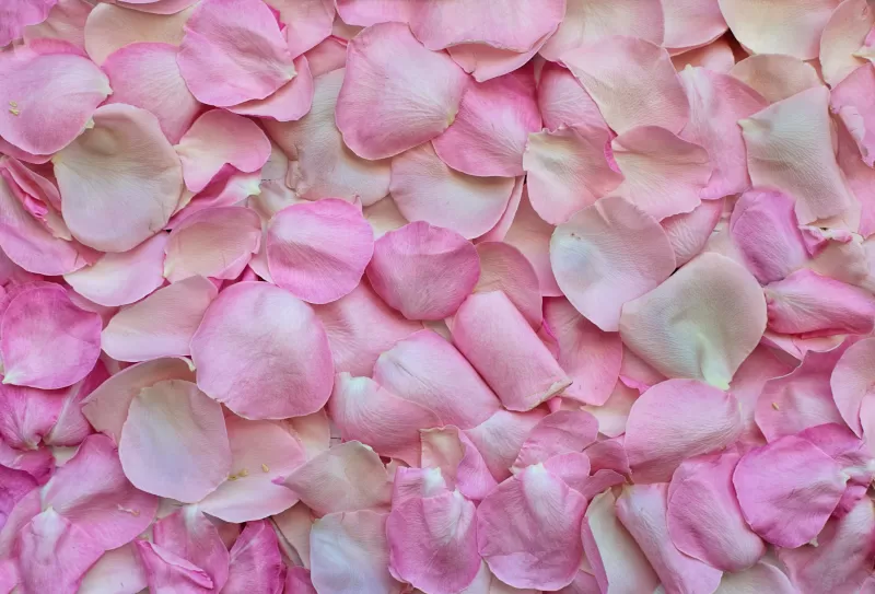 Rose Petals, Pink, Floral Background, Love, 5K