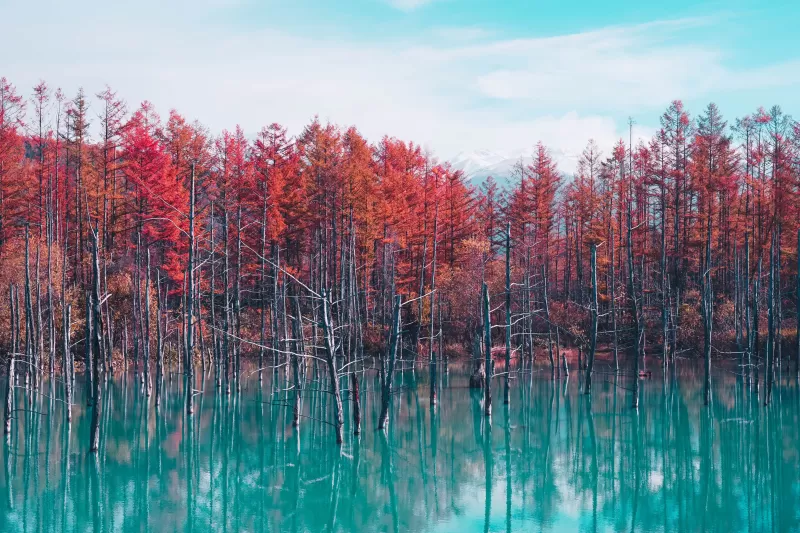 Shirogane Blue Pond, Hokkaido, Japan, Red Trees, Autumn, Body of Water, Reflection, Blue lake, Landscape, Scenery, 5K