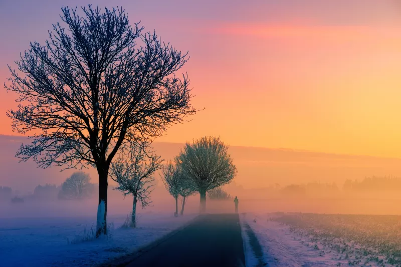 Foggy winter road wallpaper, Bare trees, Golden hour sunrise
