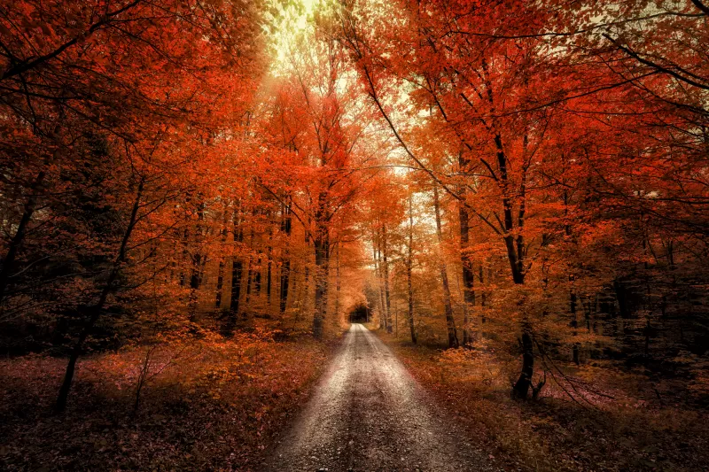 Autumn Forest, Passage, Dirt road, Seasons, Landscape, Scenery, 5K