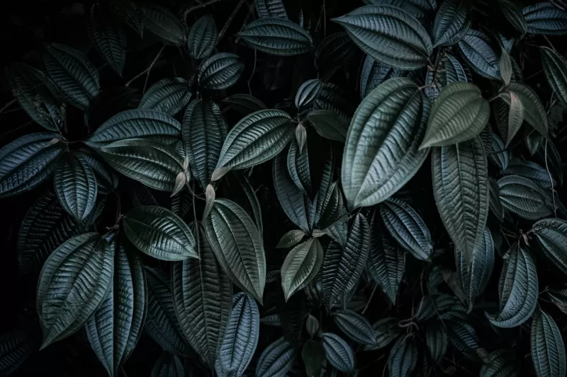 Dark green leaves, Botanical texture, Moody plants, 5K wallpaper