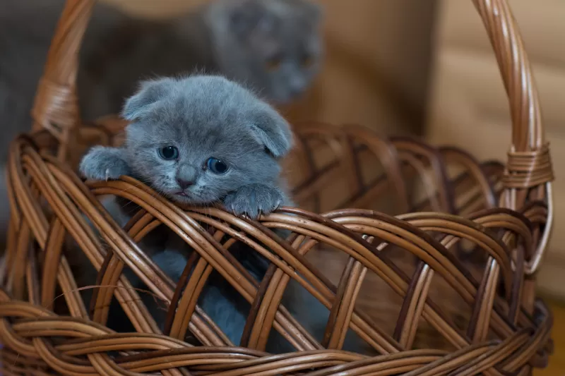 Russian Blue Kitten, Cat, Brown Basket, Pet, Kawaii, Feline, Sad, Mood, 5K