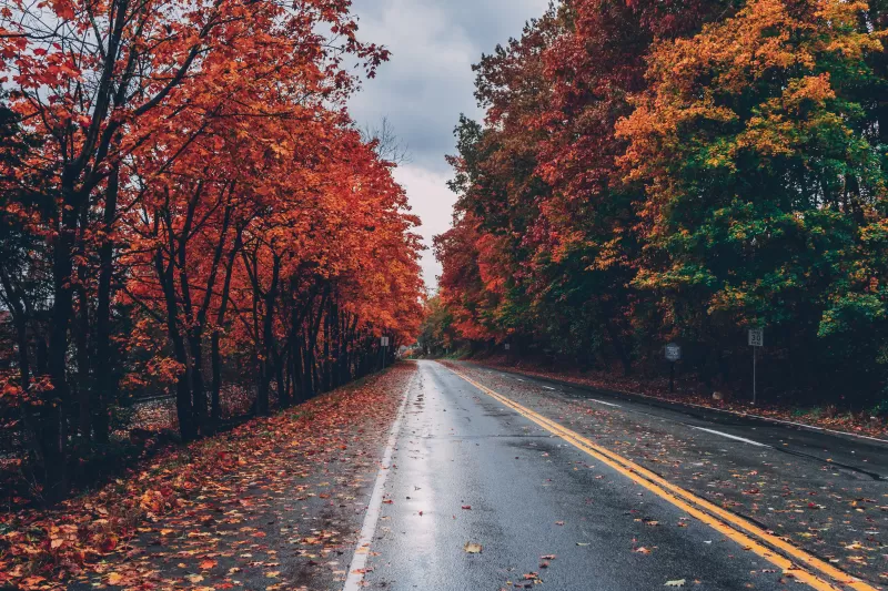 Autumn trees, Foliage, Seasons, Fall, Empty Road, Landscape, Scenery, 5K