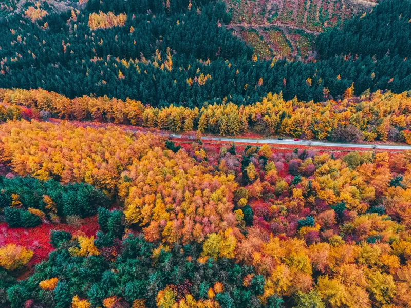 Autumn trees, Foliage, Aerial view, Forest, Colorful, Road, Countryside, Fall, Scenery, Landscape