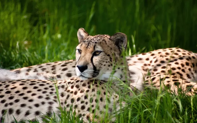 Cheetah, Grass, Wild animals, Cologne Zoological Garden, Germany, Beauty