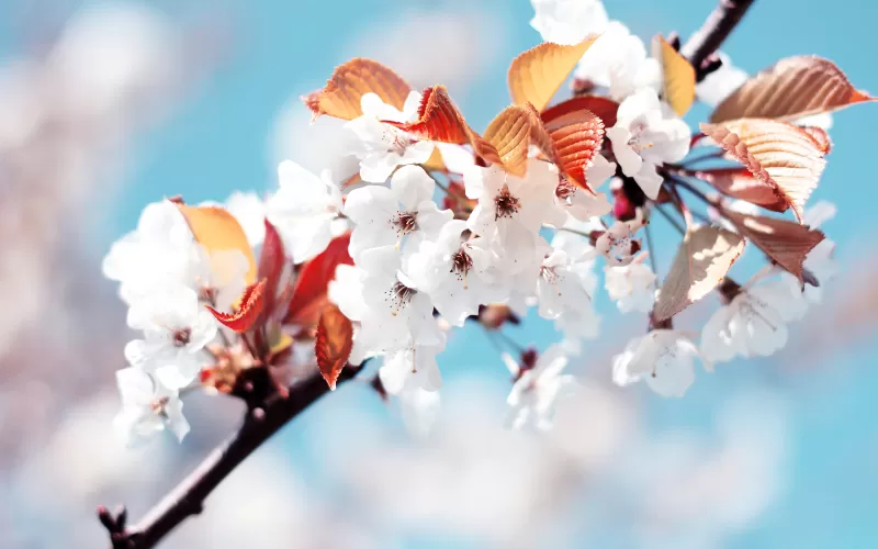 Cherry blossom Cherry flowers, Spring, France, White flowers