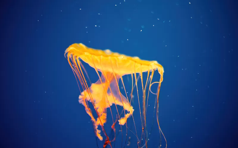 Jellyfish, National Aquarium, Baltimore, Maryland, Underwater, Blue background, Aesthetic