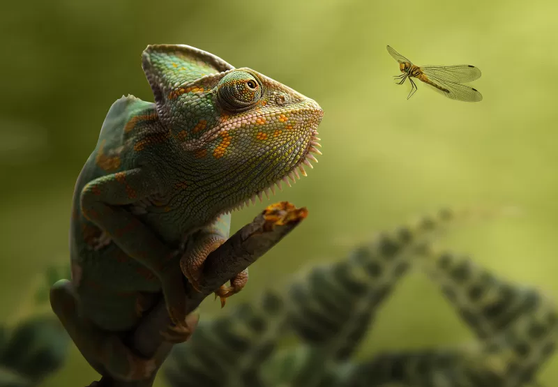 Chameleon and dragonfly, Green bokeh, Wildlife, 4K wallpaper