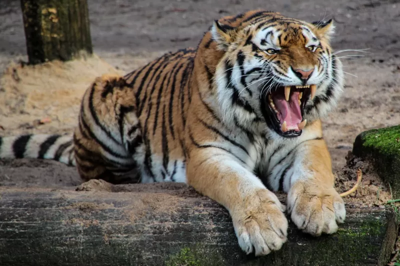 Tiger, Roaring, Big cat, Predator, Carnivore, Mammal, Wild animal, Zoo