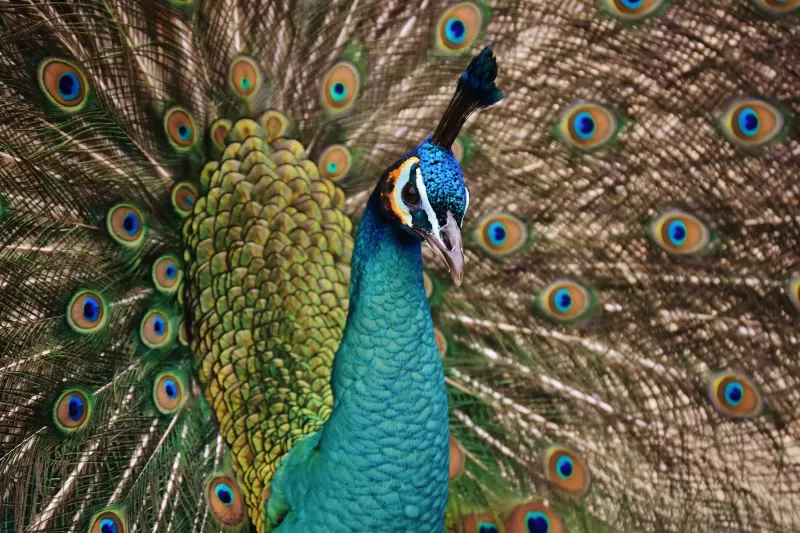 Peacock 5K wallpaper, Bird, Plumage, Peacock feather, Pattern, Close up, Beautiful, 5K wallpaper