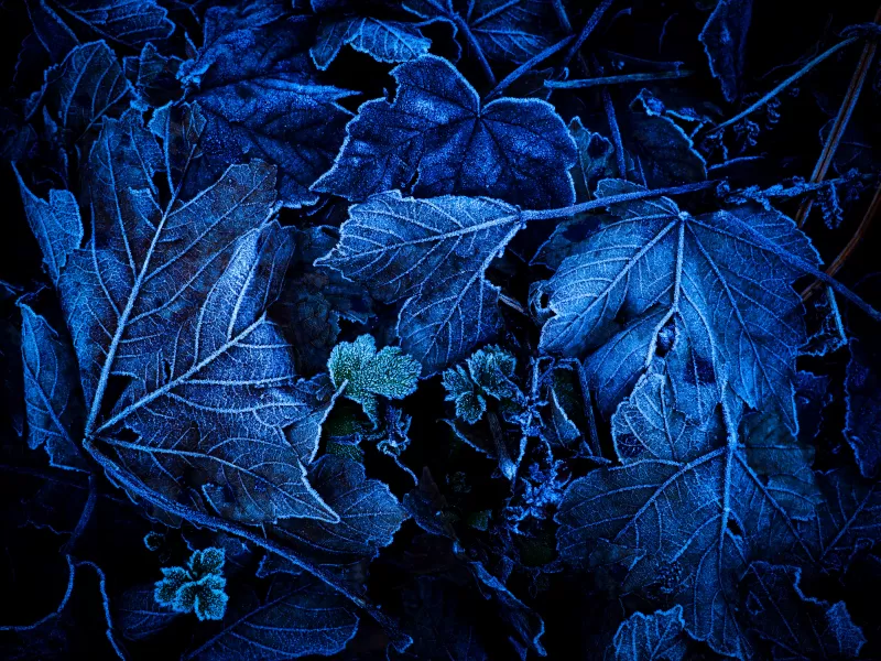 Frozen Leaves, Foliage, Blue, Close up, On The Ground, Winter, 5K