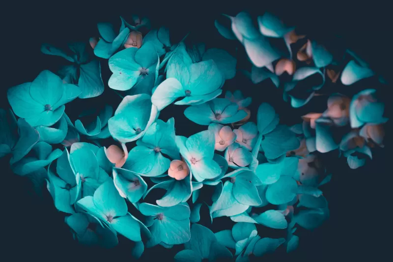 Blue flower Petals, Teal Black background 5K