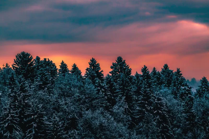 Winter, Pine trees, Evening sky, Dusk, Twilight