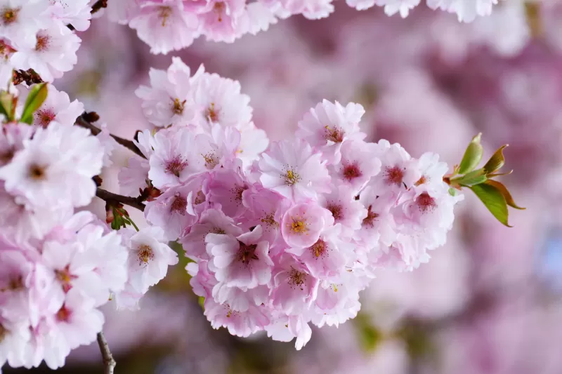Cherry blossom Spring Pink flowers, Bloom, Tree Blossom, Flowering Trees, Selective Focus, Blur background, Floral, 5K