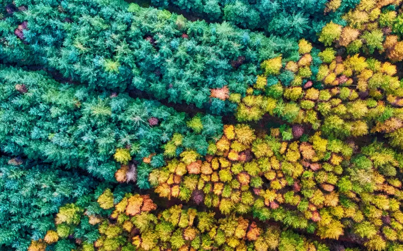 Autumn forest from above, Mamhead, Colorful treetops, HD wallpaper