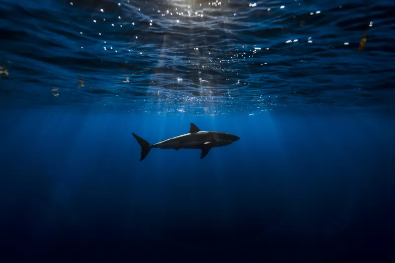 Great white shark, Underwater, Blue Ocean, Sea Life, Sun light, Blue background, 5K, Shark