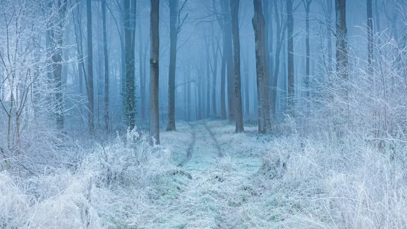 Winter, Forest, Frost, Mist, Path, Trees, Snow covered, 5K