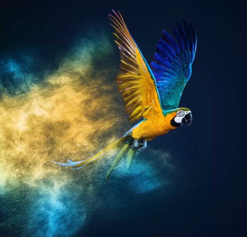 Blue-and-yellow macaw, Colorful background, Color burst, Macaw, Girly backgrounds