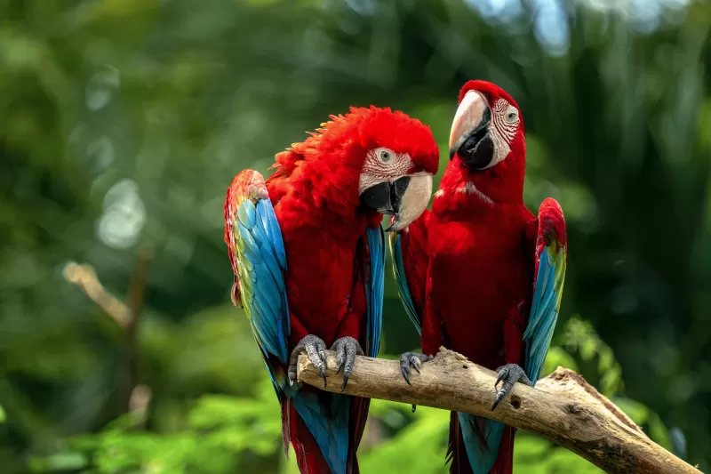 Macaw birds, Couple, Colorful, Jungle, Love Birds, Tropical, Bokeh, 5K