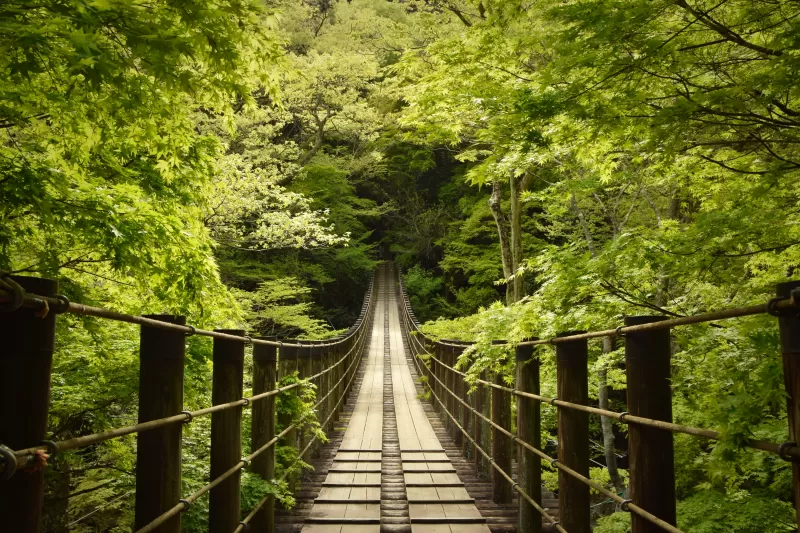 Hananuki Gorge, Japan, Scenic Spot, Suspended Bridge, Thick forest, Greenery, Tourist attraction, 5K