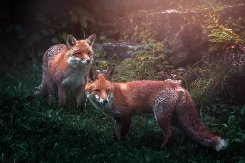 Red fox, Wild animals, Fox pair