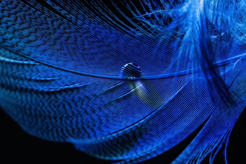 Blue Feather, Macro, Water drop, Close up, Dew Drops, 5K, 8K