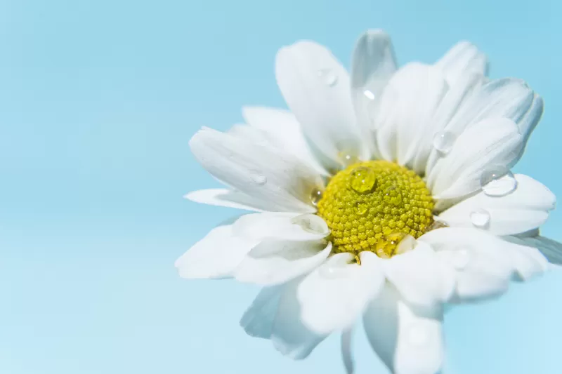 White daisy, Daisy flower, White flower, Water droplets