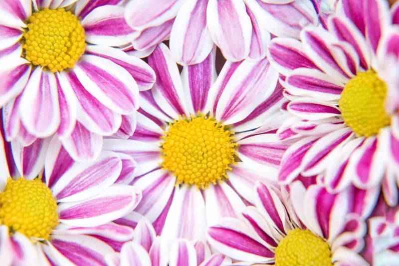 Chrysanthemum flowers, Pink flowers