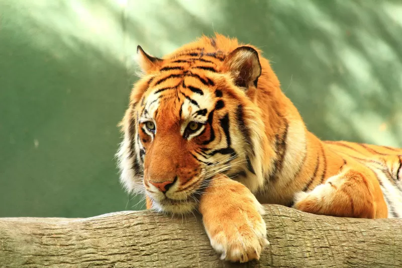 Tiger, Log, Starring, Rest, Big cat, Wild animals