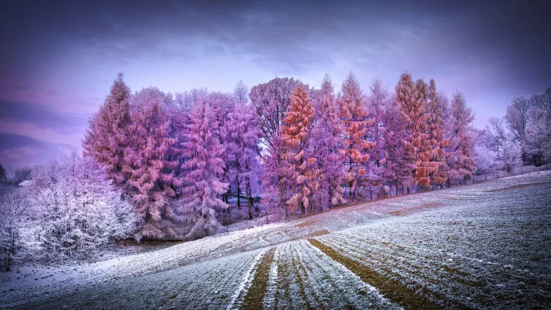 Winter forest, Landscape, Frost, Snow covered, Sunrise, Morning, Konary, Poland