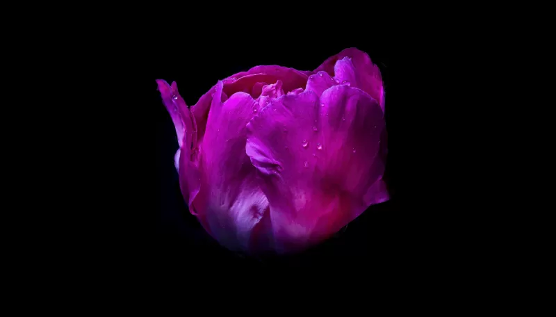 Pink flower, Dew Drops, Droplets, Black background, AMOLED, 5K