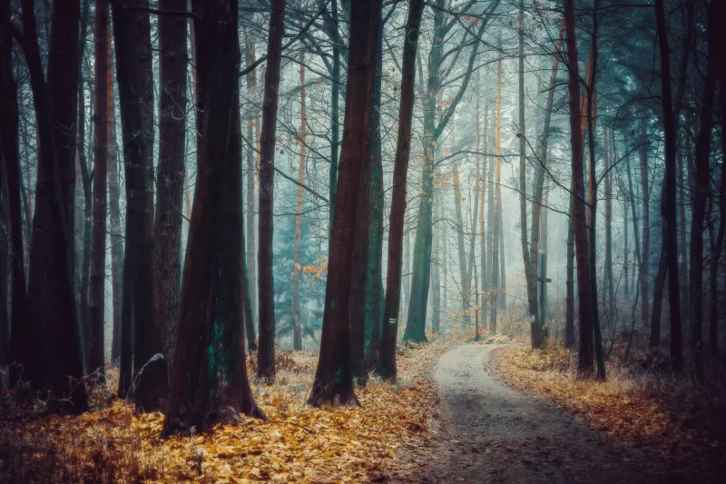 Foggy forest path, Autumn frost, Poland, 4K wallpaper