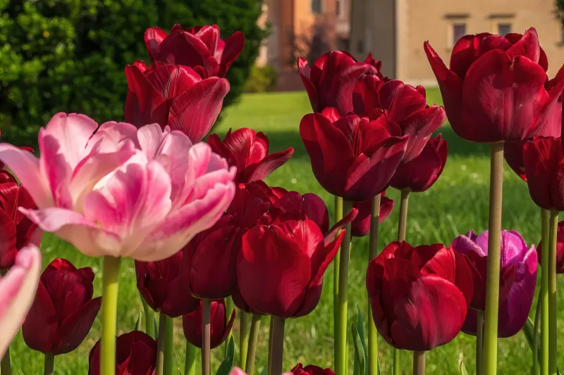 Red Tulips, Red flowers, Flower garden, Landscape