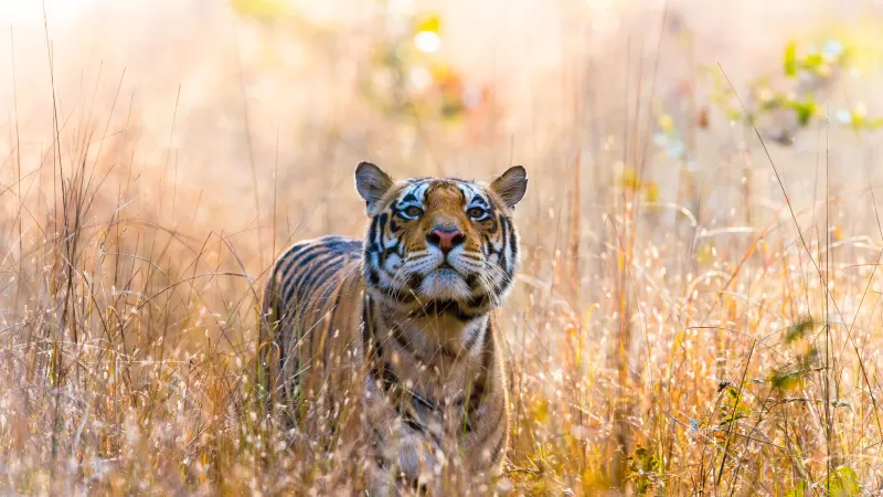 Wild Tiger, Kanha National Park, India, 5K