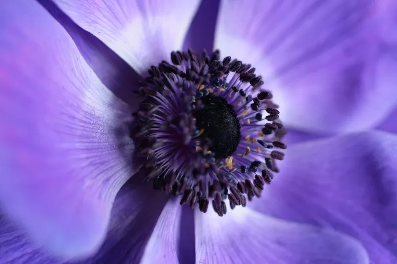 Purple Flower, 4K wallpaper, Macro, Bloom, Closeup Photography