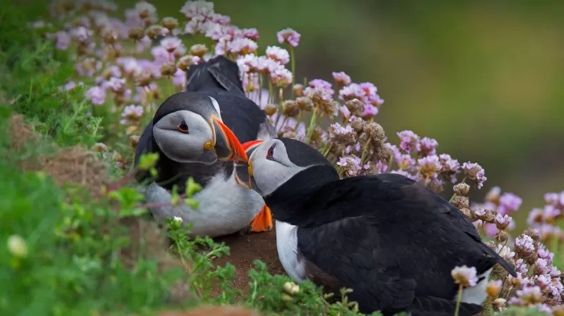 Atlantic puffin, Seabirds, Puffin birds, Together