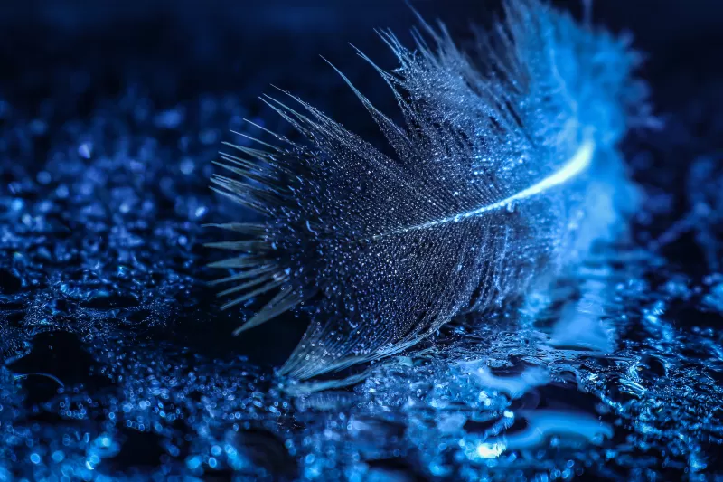 Feather, Wet, Macro, Water droplets, Bokeh