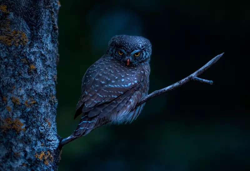 Eurasian pygmy owl, Night branch, Wildlife, 5K wallpaper