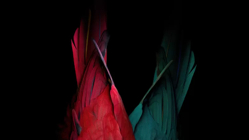 Scarlet macaw, Parrot feathers, Bird feathers, Colorful, AMOLED Black wallpaper