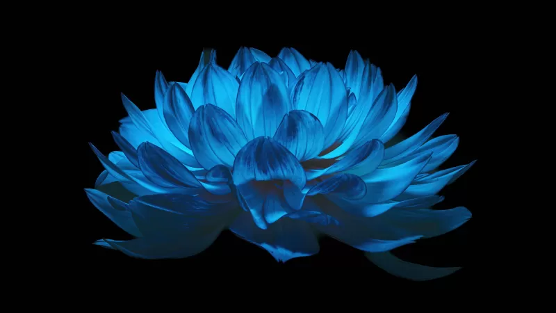Dahlia flower, Blue flower, Black background, AMOLED, 5K