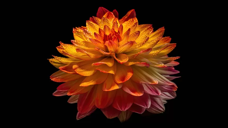 Dahlia flower, Orange flower, Black background, AMOLED, 5K, 8K