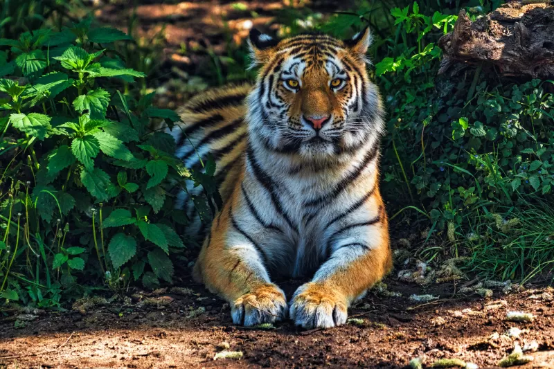 Bengal Tiger, Forest, Predator, Jungle, Wild Cat, 5K
