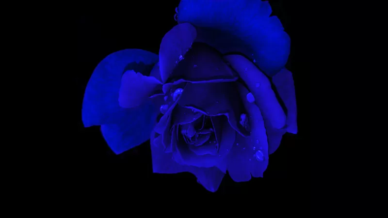 Blue rose, Rose flower, Black background, AMOLED